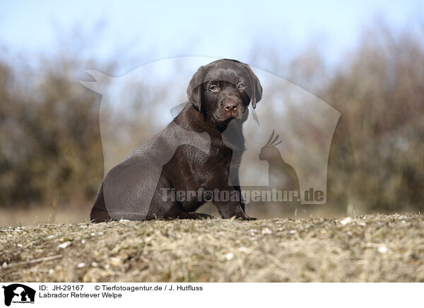 Labrador Retriever Welpe / Labrador Retriever Puppy / JH-29167