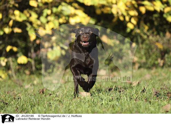 Labrador Retriever Hndin / female Labrador Retriever / JH-29186