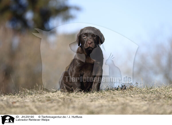 Labrador Retriever Welpe / Labrador Retriever Puppy / JH-29190