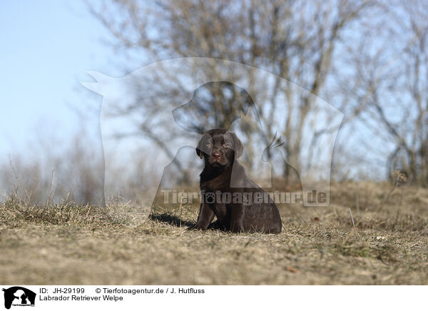 Labrador Retriever Welpe / Labrador Retriever Puppy / JH-29199