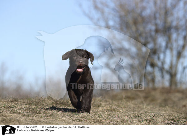 Labrador Retriever Welpe / Labrador Retriever Puppy / JH-29202