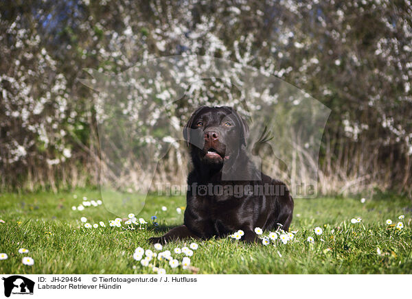 Labrador Retriever Hndin / female Labrador Retriever / JH-29484