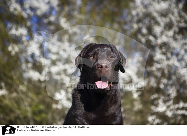 Labrador Retriever Hndin / female Labrador Retriever / JH-29487