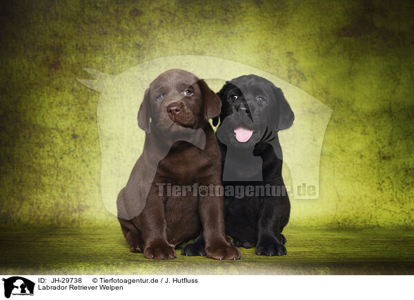 Labrador Retriever Welpen / Labrador Retriever Puppies / JH-29738