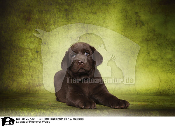 Labrador Retriever Welpe / Labrador Retriever Puppy / JH-29739