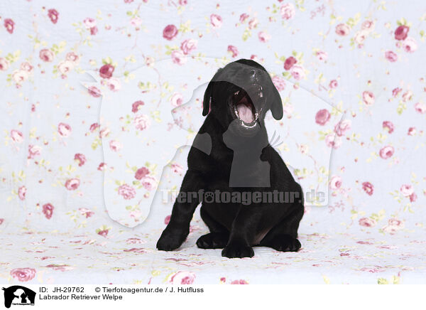Labrador Retriever Welpe / JH-29762