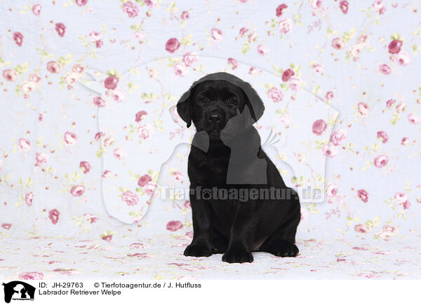 Labrador Retriever Welpe / JH-29763