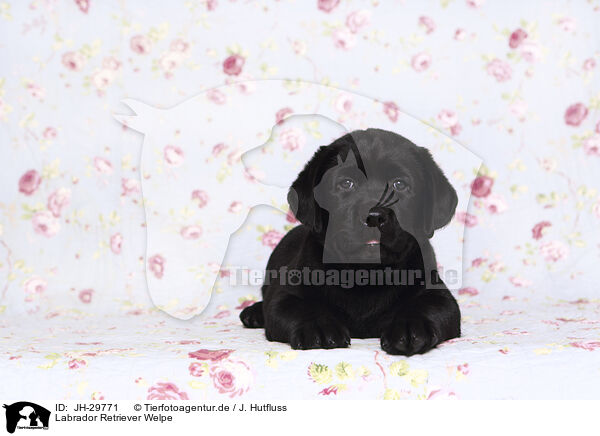 Labrador Retriever Welpe / Labrador Retriever Puppy / JH-29771