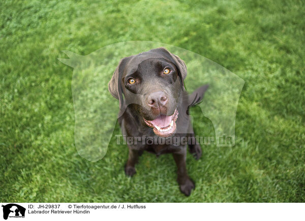 Labrador Retriever Hndin / female Labrador Retriever / JH-29837