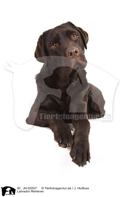 Labrador Retriever / JH-30007