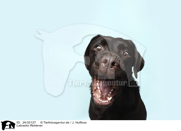 Labrador Retriever / Labrador Retriever / JH-30127