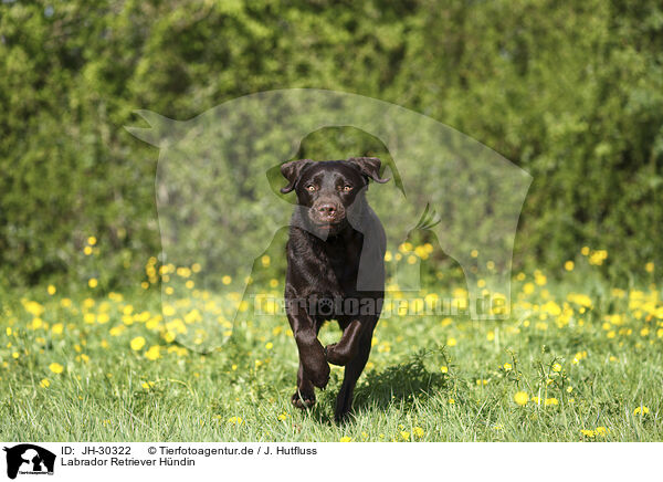 Labrador Retriever Hndin / female Labrador Retriever / JH-30322