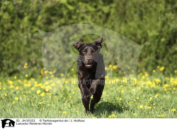 Labrador Retriever Hndin / female Labrador Retriever / JH-30323