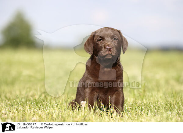 Labrador Retriever Welpe / Labrador Retriever Puppy / JH-30347