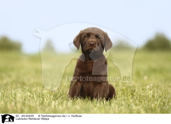 Labrador Retriever Welpe / Labrador Retriever Puppy / JH-30405