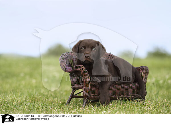 Labrador Retriever Welpe / Labrador Retriever Puppy / JH-30443