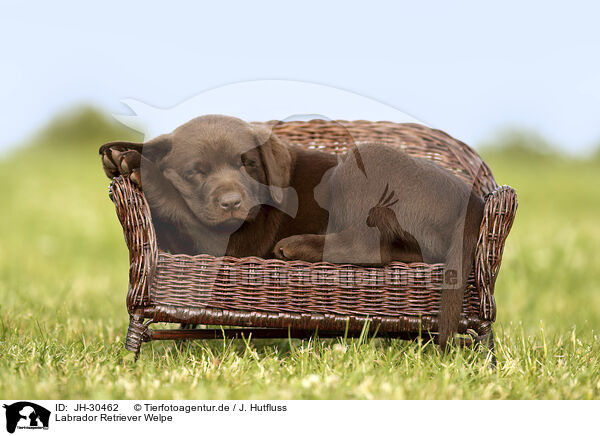 Labrador Retriever Welpe / Labrador Retriever Puppy / JH-30462