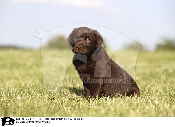 Labrador Retriever Welpe / Labrador Retriever Puppy / JH-30471