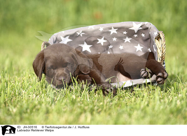 Labrador Retriever Welpe / Labrador Retriever Puppy / JH-30516