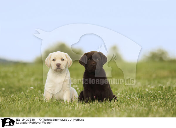 Labrador Retriever Welpen / Labrador Retriever Puppies / JH-30538