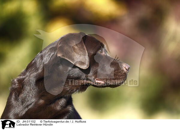 Labrador Retriever Hndin / female Labrador Retriever / JH-31102