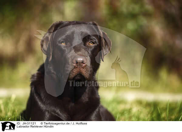 Labrador Retriever Hndin / female Labrador Retriever / JH-31121