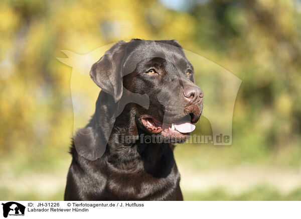 Labrador Retriever Hndin / female Labrador Retriever / JH-31226