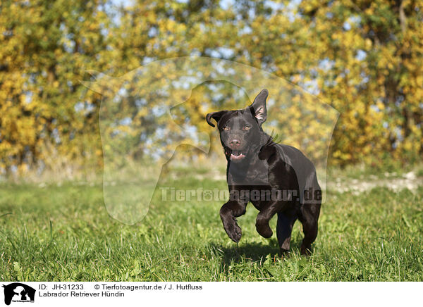 Labrador Retriever Hndin / female Labrador Retriever / JH-31233