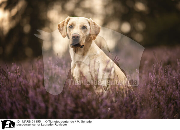 ausgewachsener Labrador Retriever / adult Labrador Retriever / MARS-01155