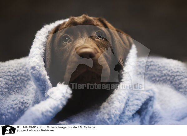 junger Labrador Retriever / MARS-01256