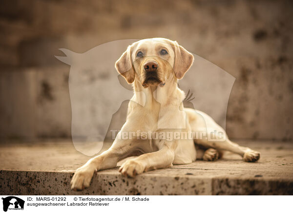 ausgewachsener Labrador Retriever / adult Labrador Retriever / MARS-01292