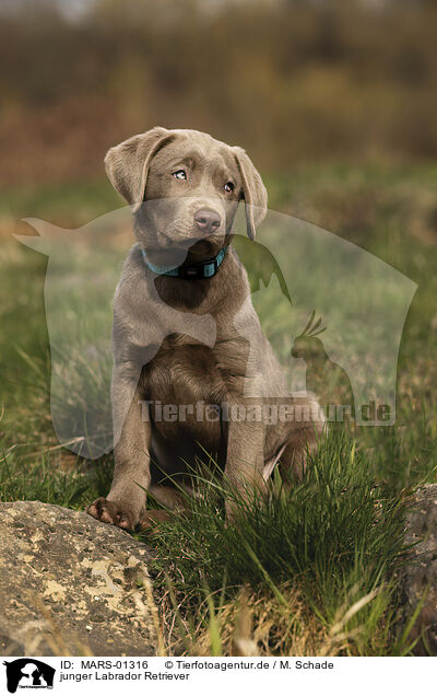 junger Labrador Retriever / young Labrador Retriever / MARS-01316