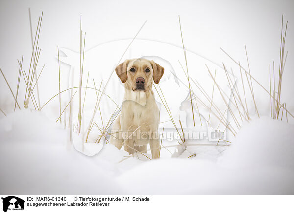 ausgewachsener Labrador Retriever / adult Labrador Retriever / MARS-01340