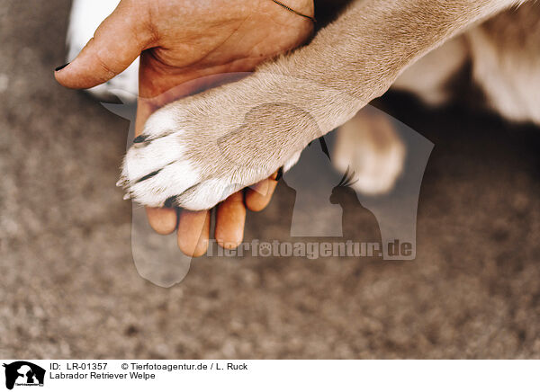 Labrador Retriever Welpe / Labrador Retriever Puppy / LR-01357