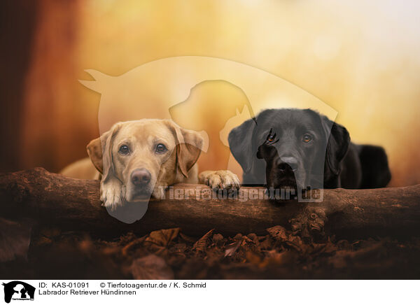 Labrador Retriever Hndinnen / KAS-01091