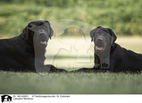 Labrador Retriever / NC-02951