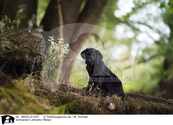 schwarzer Labrador Welpe / black Labrador puppy / MASC-01057