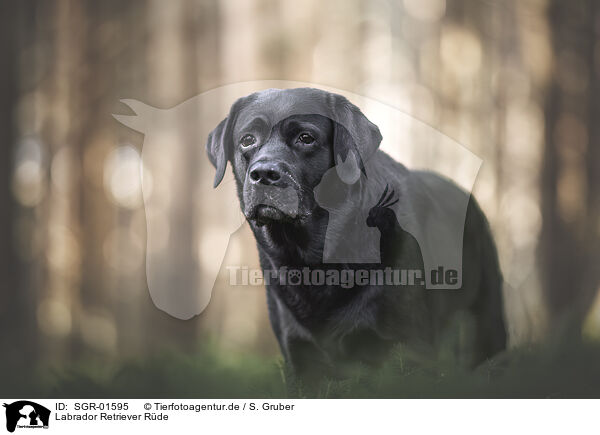 Labrador Retriever Rde / SGR-01595