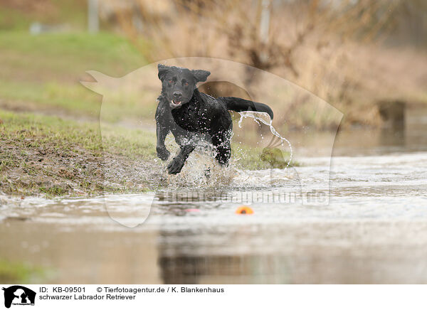 schwarzer Labrador Retriever / black Labrador Retriever / KB-09501