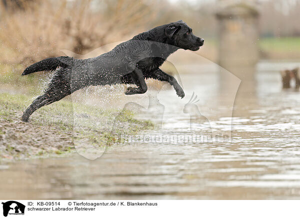 schwarzer Labrador Retriever / black Labrador Retriever / KB-09514