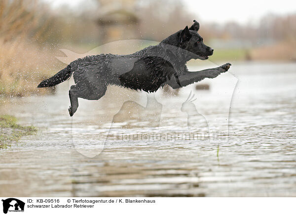 schwarzer Labrador Retriever / black Labrador Retriever / KB-09516