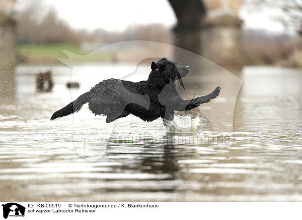 schwarzer Labrador Retriever / black Labrador Retriever / KB-09519