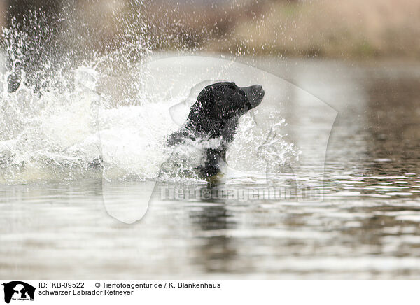 schwarzer Labrador Retriever / black Labrador Retriever / KB-09522