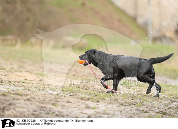 schwarzer Labrador Retriever / black Labrador Retriever / KB-09528