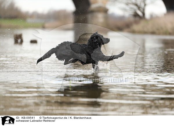 schwarzer Labrador Retriever / black Labrador Retriever / KB-09541