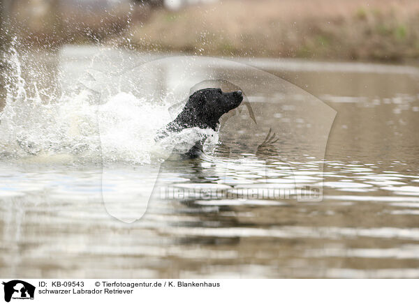 schwarzer Labrador Retriever / black Labrador Retriever / KB-09543