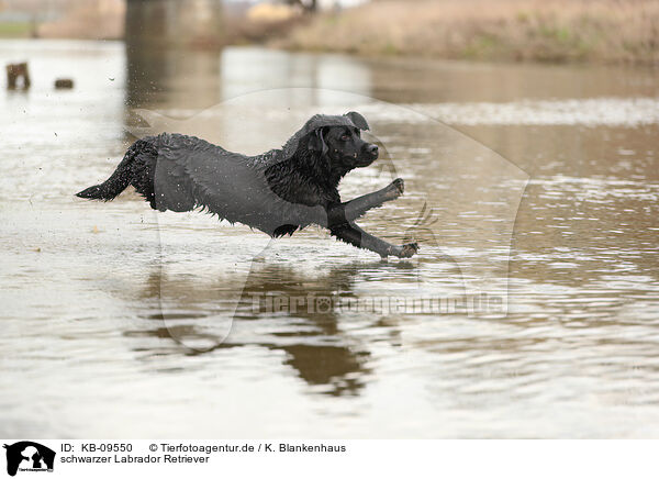 schwarzer Labrador Retriever / black Labrador Retriever / KB-09550