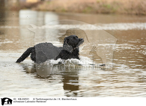 schwarzer Labrador Retriever / black Labrador Retriever / KB-09551
