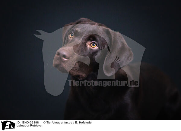 Labrador Retriever / EHO-02398