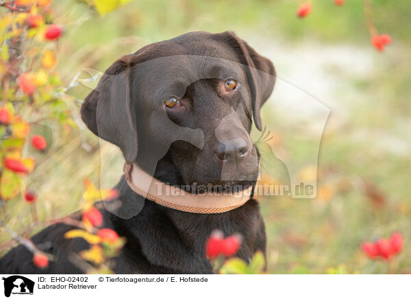 Labrador Retriever / EHO-02402